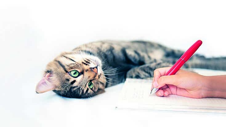 Liegende Katze schaut Mensch beim Schreiben zu