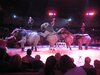Vier Elefanten bei ihrem Auftritt im Zirkus