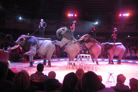 Vier Elefanten bei ihrem Auftritt im Zirkus