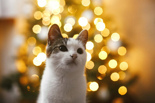 Katze vor Weihnachtsbeleutung im Hintergrund 