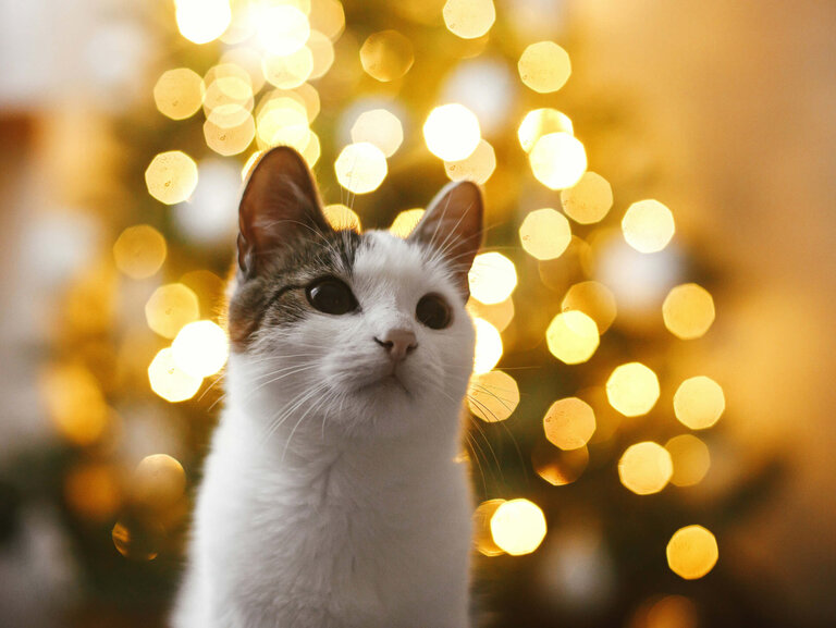 Katze vor Weihnachtsbeleutung im Hintergrund 