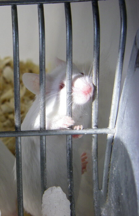 Zwei weiße Ratten sind in einem Käfig eingesperrt. Eine von ihnen drückt ihre Schnauze und die Vorderkrallen durch das Gitter. 