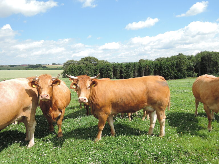 Artgerechte Haltung von Rindern auf einer Weide