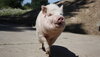 Ein Schwein läuft über einen asphaltierten Weg auf die Kamera zu. 