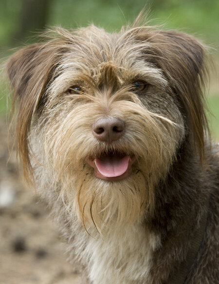 In einer Nahaufnahme ist der braune Mischlinghund Morris portraitiert. 