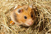 Hamster schaut aus Stroh heraus