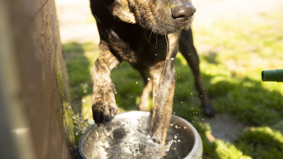 Ein Hund planscht mit den Vorderpfoten in seinem Wassernapf