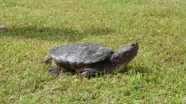 Schnappschildkröte Morla läuft über eine Wiese im Tierschutzzentrum Weidefeld.