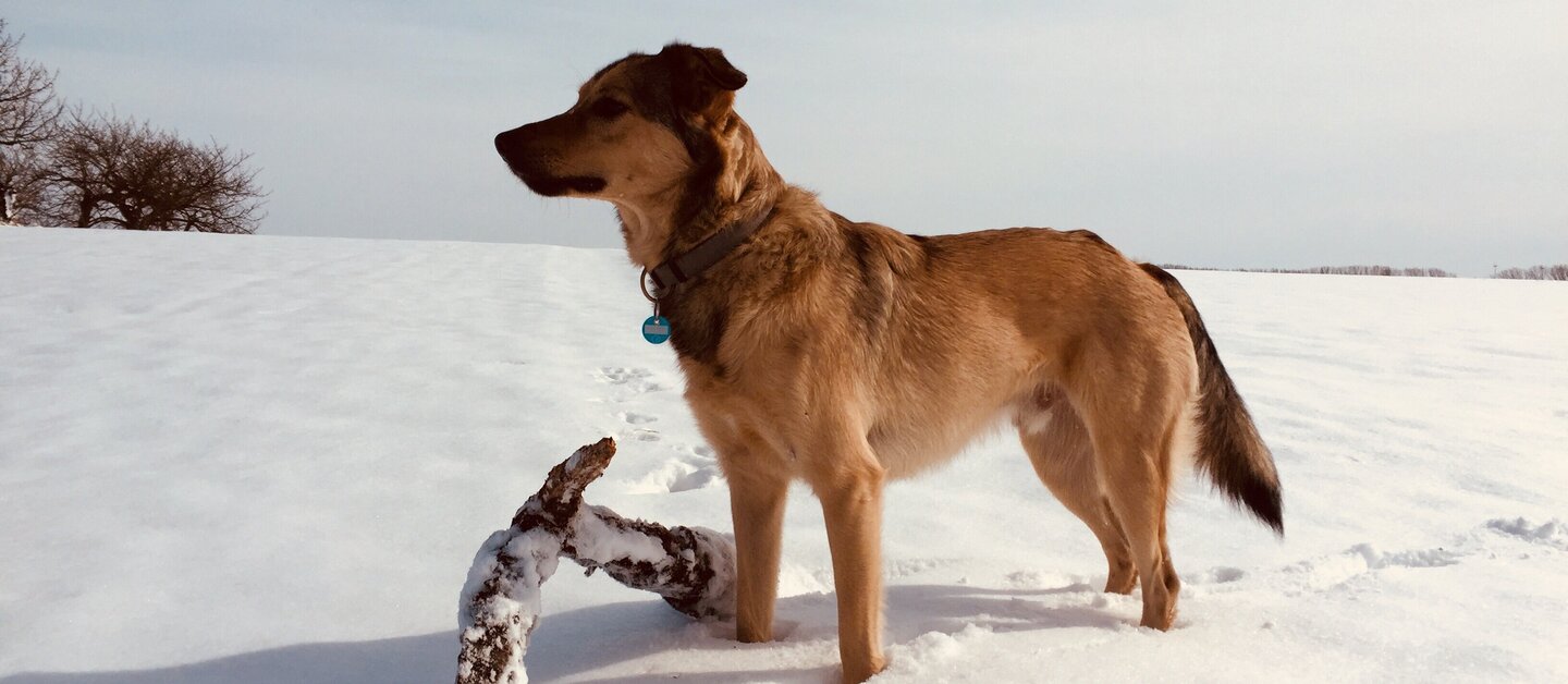 Hund steht im Schnee