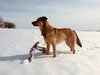 Hund steht im Schnee