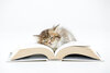 Kitten auf einem aufgeklappten Buch schlafend