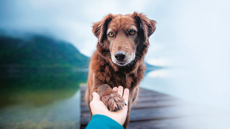 Ein Hund legt seine Pfote in die Hand eines Menschen.
