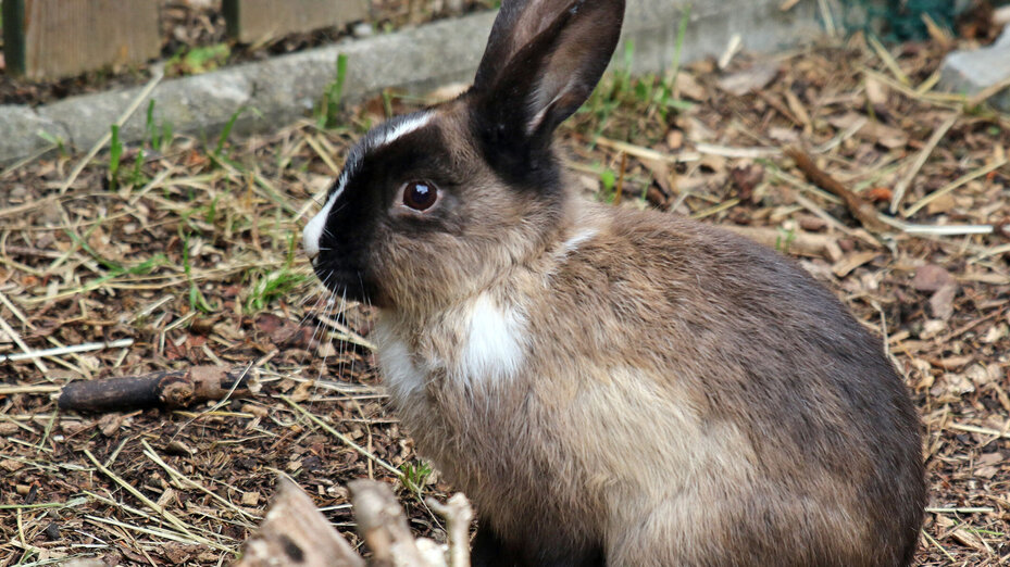 Ein Kaninchen im Außengelände des Tierschutzvereins Landsberg
