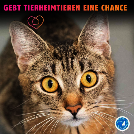 Sharepic, das eine getigerte Katze portraitiert und mit bunten Lettern sagt: "Gebt Tierheimtieren eine Chance"