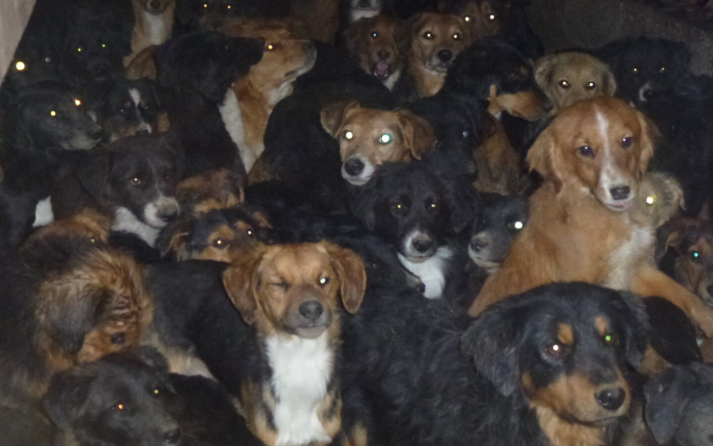 Bei einem Fall von Animal Hoarding sind unzählige Hund dicht aneinandergedrängt in einem dunklen Raum