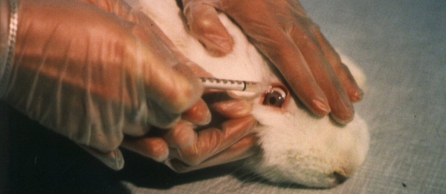 Einem Kaninchen werden bei einem Tierversuch flüssige Substanzen ins Auge getäufelt