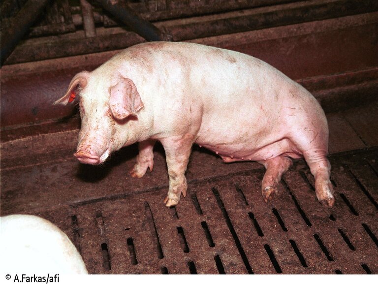 Ein Schwein in industrieller Haltung auf Spaltboden