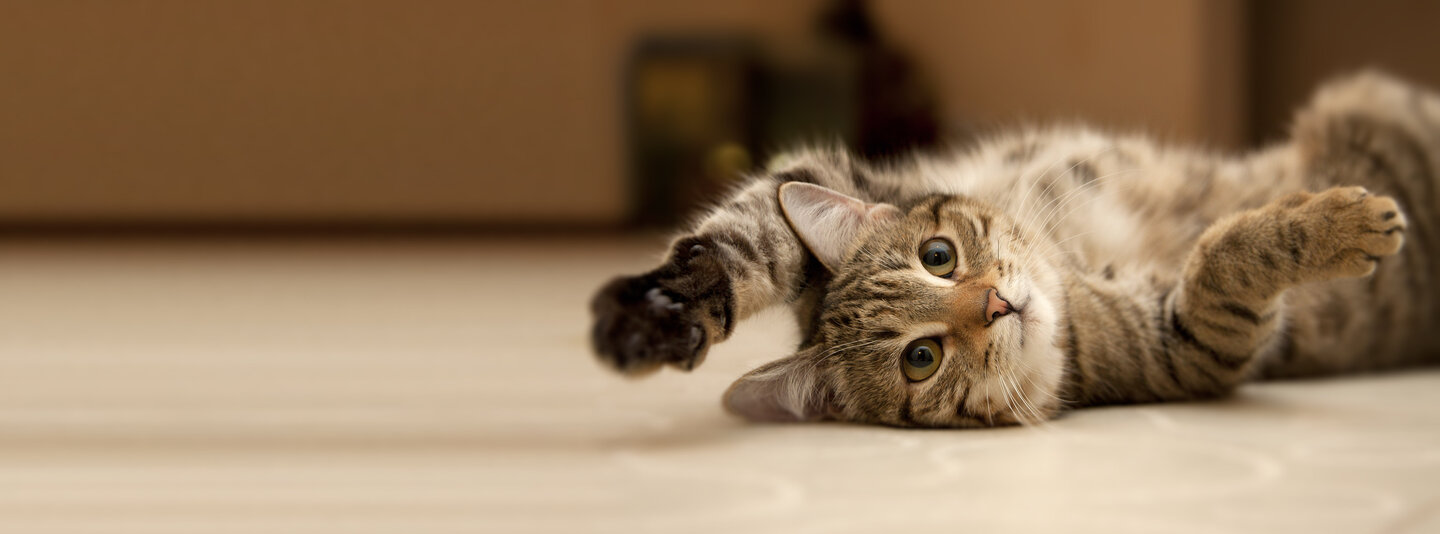 Eine getigerte Katze liegt lang ausgestreckt auf einem Fußboden
