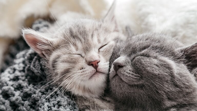 Zwei Katzenbabys kuscheln in Wolldecke