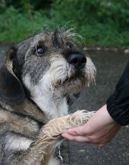 Ein grau-brauner Hund sitzt auf der Straße und legt seine Vorderpfote in die Hand eines Menschen. Er guckt dabei zu ihm nach oben.
