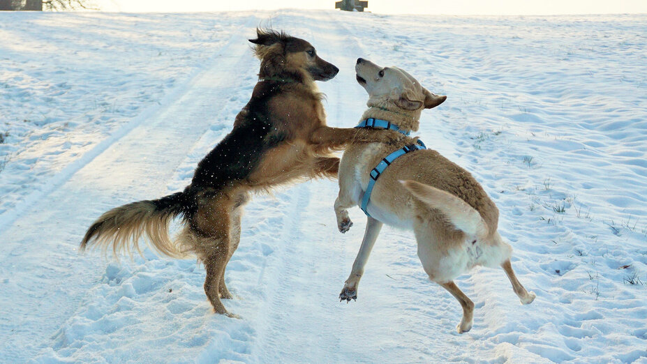 Zwei Hunde toben im Schnee