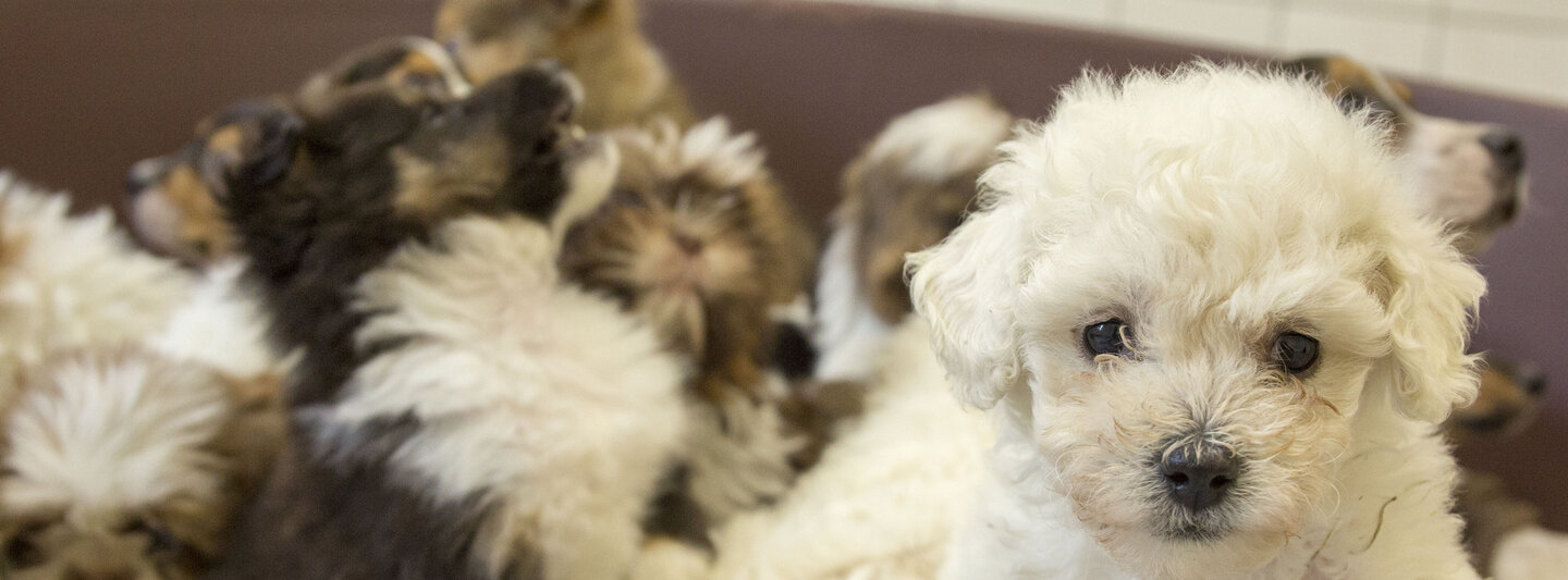 Mehrere aus illegalem Welpenhandel stammende Welpen liegen in einem Hundebett 