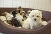 Mehrere aus illegalem Welpenhandel stammende Welpen liegen in einem Hundebett 