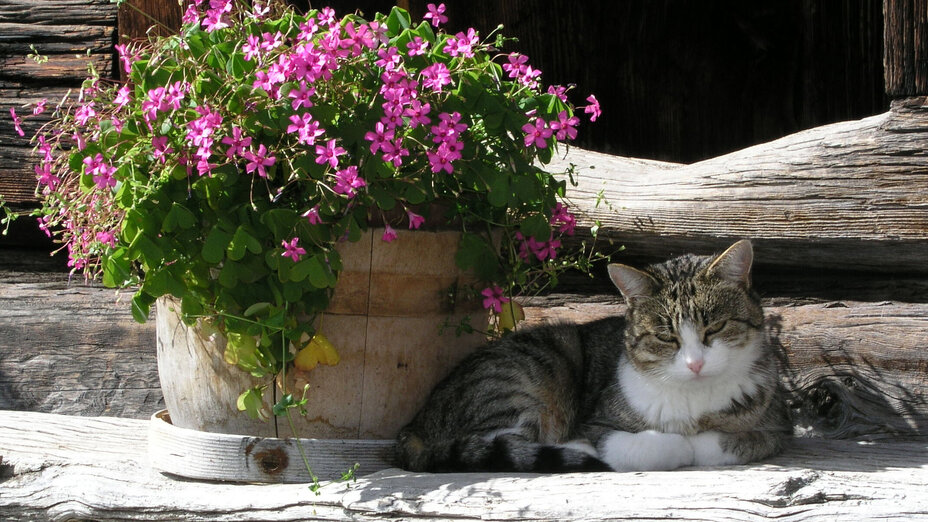 Cover der Broschüre "Bauernhofkatzen" mit Katze, die draußen neben einem Blumentopf liegt
