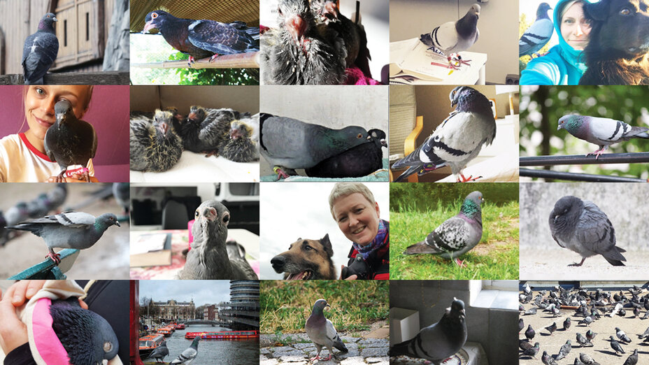 Collage mit Taubenbildern, die uns von den Teilnehmern der Aktion geschickt wurden
