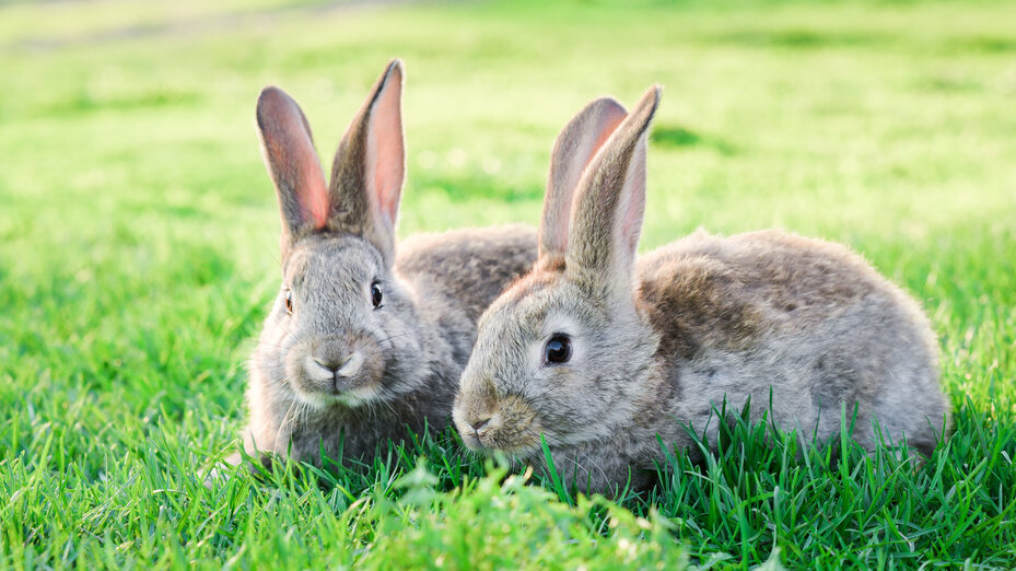 Zwei Kaninchen auf grüner Wiese