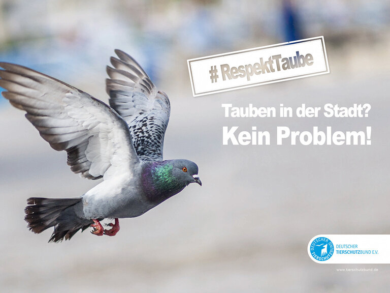 Eine Taube fliegt durch die Stadt, Bildaufschrift: Tauben in der Stadt - Kein Problem!