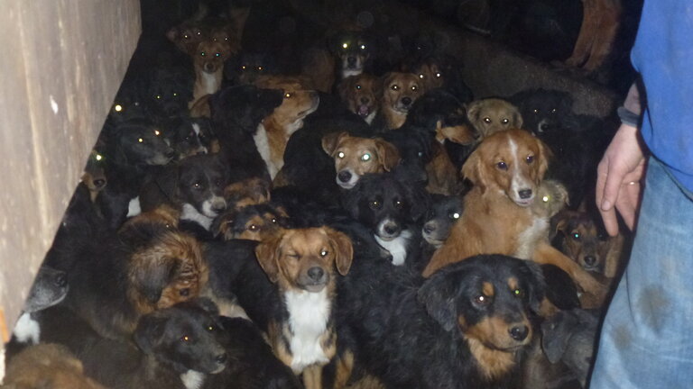Viele Hunde sind bei einem Fall von Animal Hoarding dicht aneinander gedrängt in einem dunklen Raum