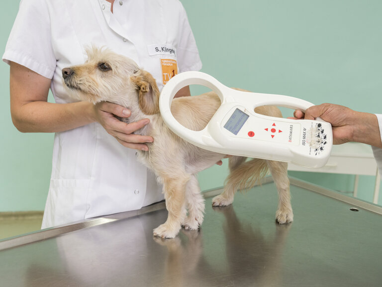 Ein kleiner Hund auf einem Tierarzttisch mit einem Mikrochiplesegerät