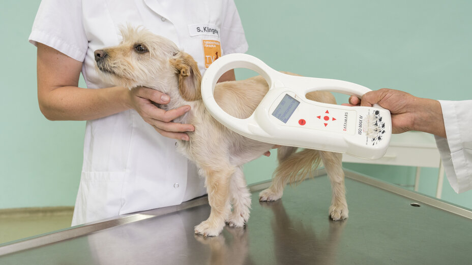 Ein kleiner Hund auf einem Tierarzttisch mit einem Mikrochiplesegerät