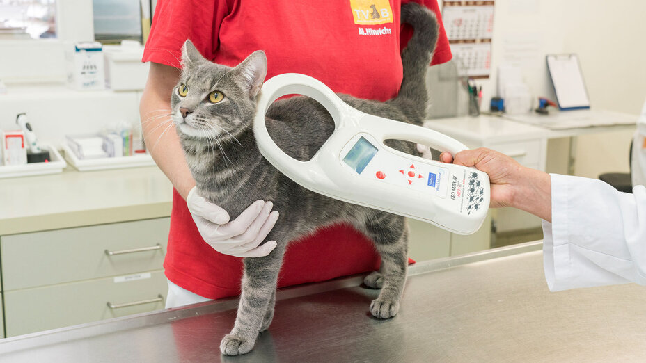 Auf dem Behandlungstisch eines Tierarztes steht eine Katze, deren Chip mit einem Gerät gelesen wird