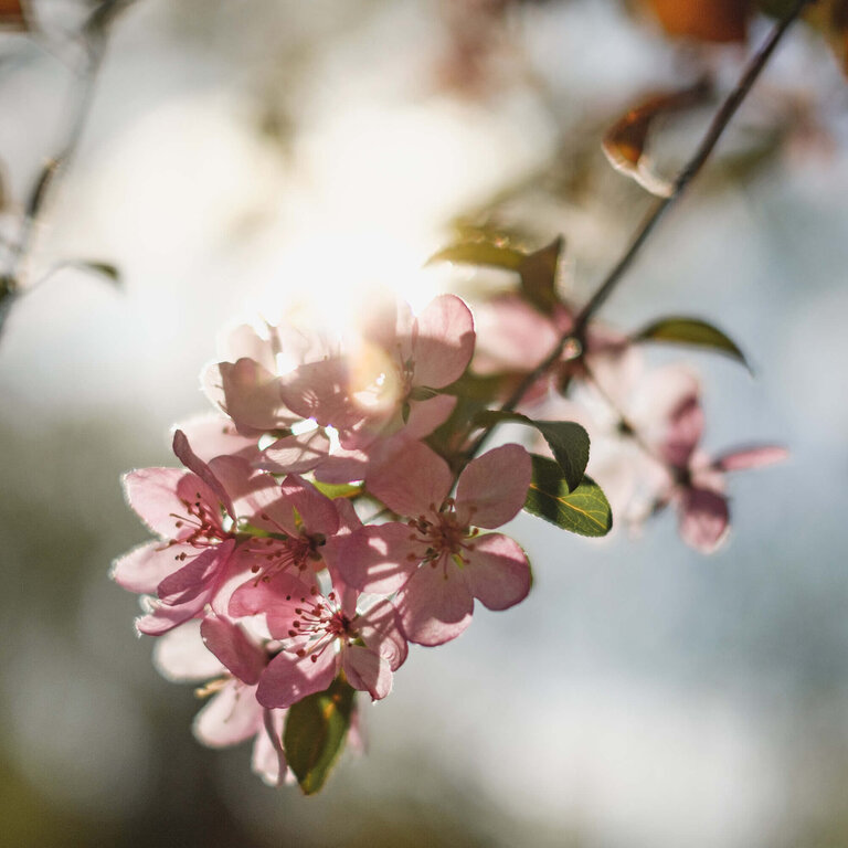 Kirschblütenzweig in der Sonne