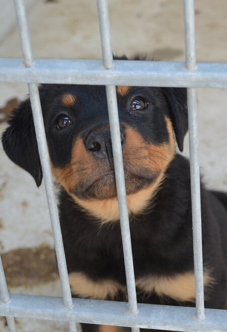 kleiner Hund, der aus dem Welpenhandel gerettet wurde, sitzt im Zwinger eines Tierheims