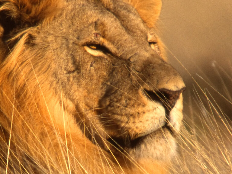 Löwe liegt in Namibia im Gras