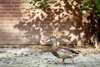 Eine Ente läuft auf der Seevogelrettungsstation Weidefeld an einer Mauer entlang