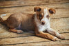 Hund im Tierheim Freundeskreis in Rumänien liegt auf Holzboden und schaut traurig in die Kamera