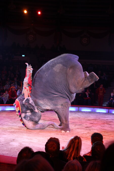 In einer Zirkusmanege steht ein Elefant auf seinen zwei Vorderbeine und streckt die Hinterbeine in die Luft. Ein Akrobat vollführt auf seinem Rücken Kunststücke. 