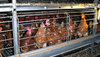 Mehrere Hühner eingepfercht im Kleingruppen-Käfig