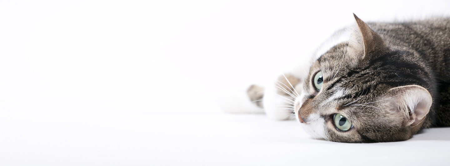 Eine braun-weiße Katze liegend