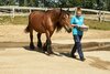 Kaltblutstute Zara, Patentier in unserem Tierschutzzentrum Weidefeld, wird von einem Pfleger geführt
