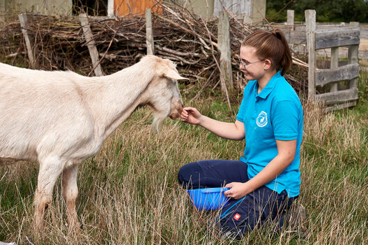 Tierpflegerin hockt im Tierschutzzentrum Weidefeld auf Wiese und füttert Ziege