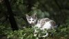 Junge grau-weiße Katze im Wald