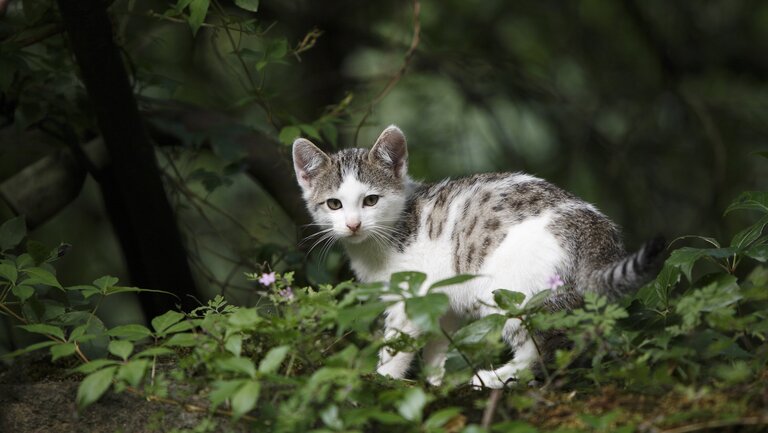 Junge grau-weiße Katze im Wald