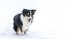 Seniorhund Willi läuft durch eine Schneelandschaft