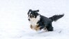 Schwarz-weißer Hund spielt im Schnee