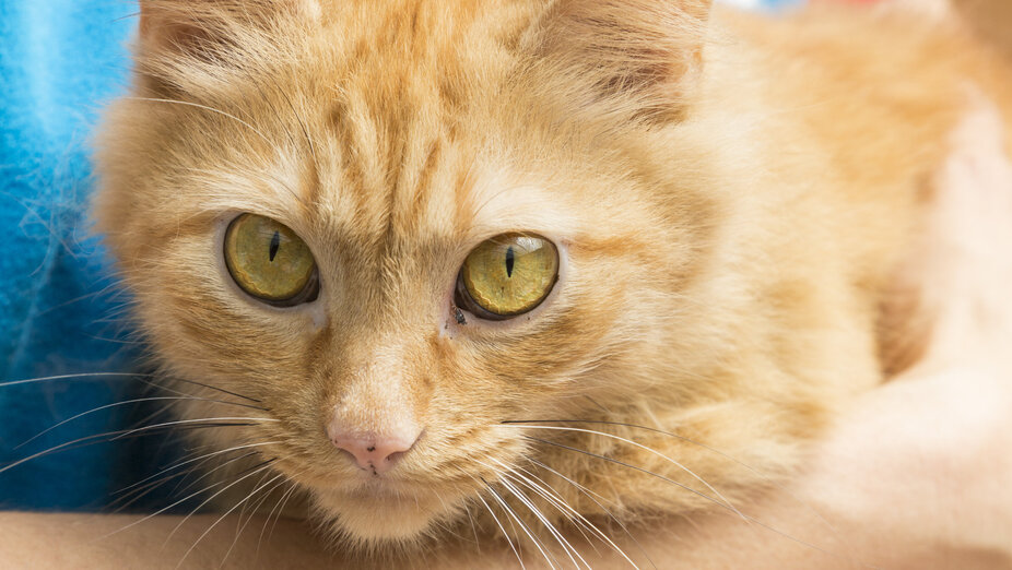 Orangene Katze auf dem Arm eines Tierpflegers